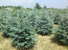 Bäume Laub Nadelgehölze Schlingpflanzen Funkie Gärtnerei in Polen