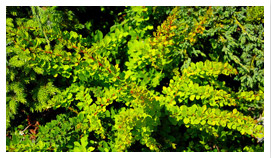 Bäume Laub Nadelgehölze Schlingpflanzen Funkie Gärtnerei in Polen